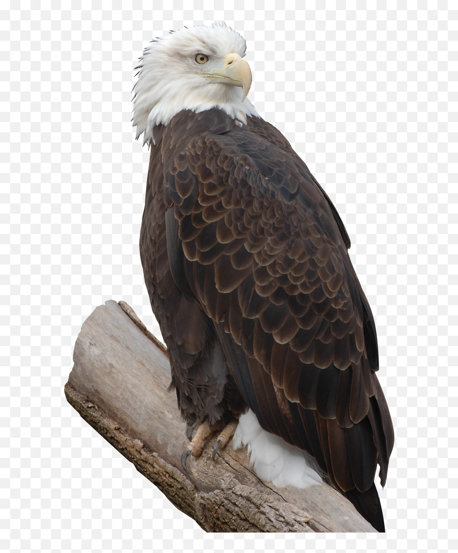 Bald Eagle Free Png Image - Perched Bald Eagle Transparent Emoji,Bald Eagle Png