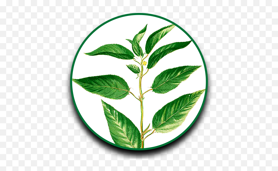 Herbs Clipart Dahon - Steps Of Jute Cultivation 500x500 Power Herbs Of First Vita Plus Emoji,Steps Clipart