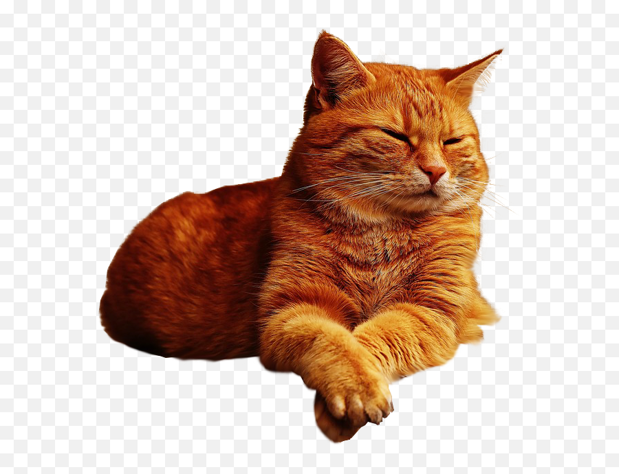 Ginger Cat Lazing No Background Image Free Png Images - Transparent Background Tabby Cat Png Emoji,Cat Transparent