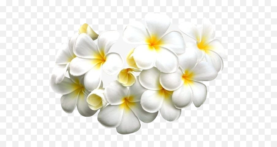 Frangipani Png Transparent Images Png All Emoji,White Flowers Transparent Background