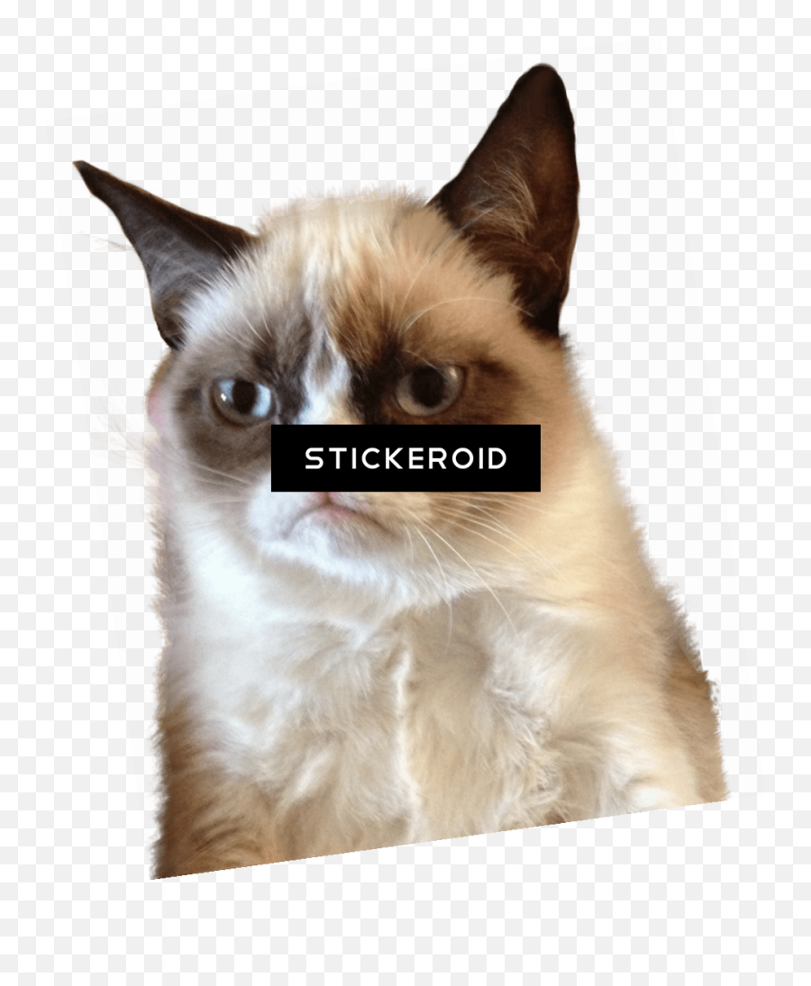 Cat Tongue Png Emoji,Grumpy Cat Clipart