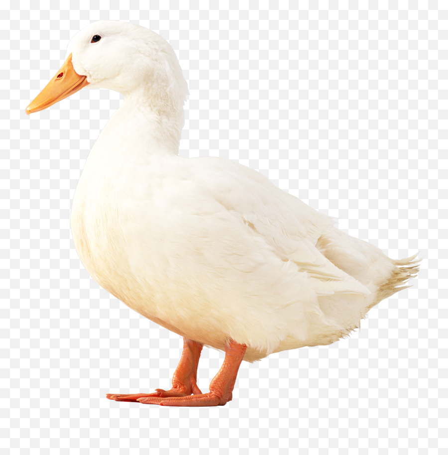 Duck White Transparent Png - Duck Png Emoji,Duck Png