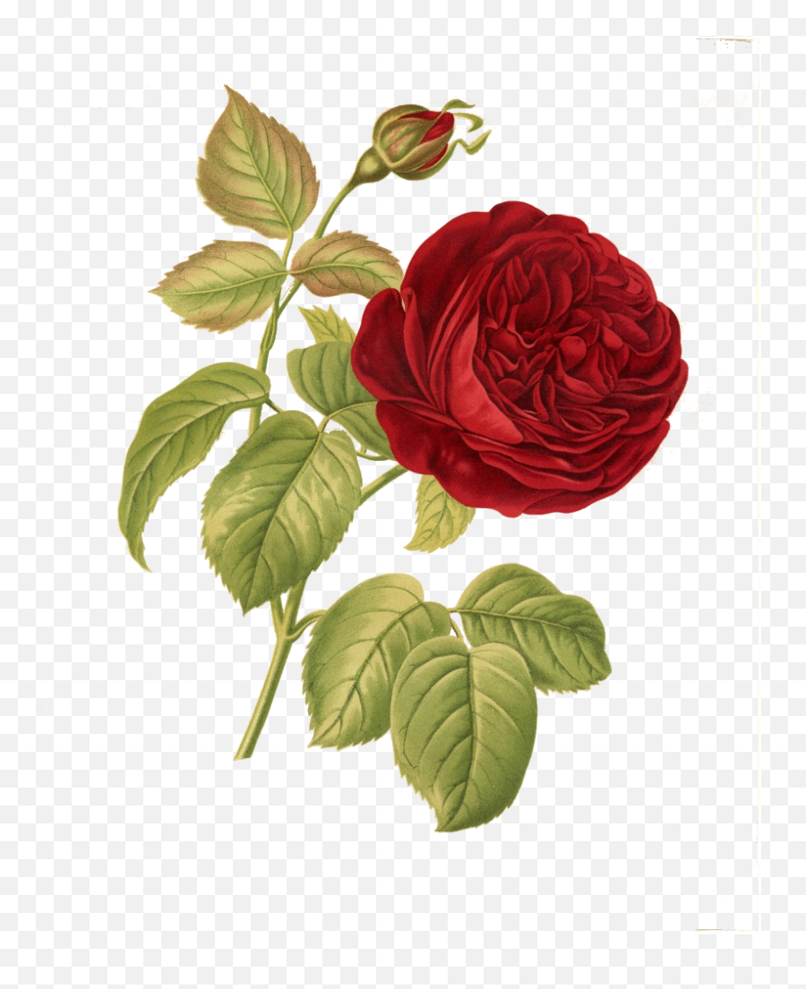 Pretty Vintage Red Rose Flower Botantical Floral Throw Emoji,Vintage Rose Png