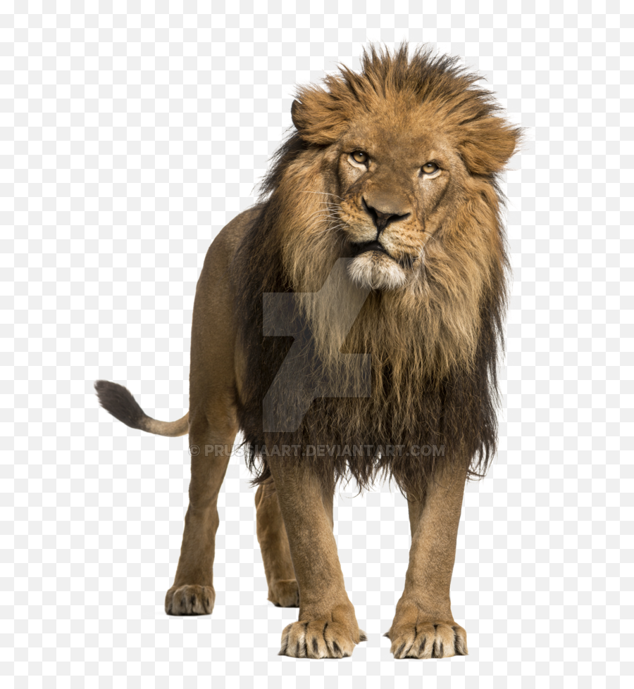 Lions Png Images And Lion Clipart Free Download - Free Emoji,Legs Transparent Background