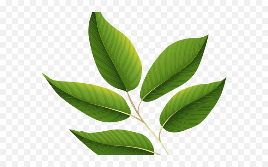 Download Green Leaves Clipart Jungle Leaf - Green Leaf Leaf Transparent Background Emoji,Jungle Clipart