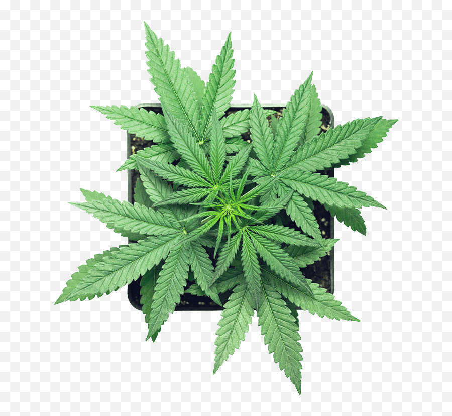 Finest Full Spectrum Cbd Oils Products Online Tincture - Cannabis Stock Emoji,Marijuana Leaf Png
