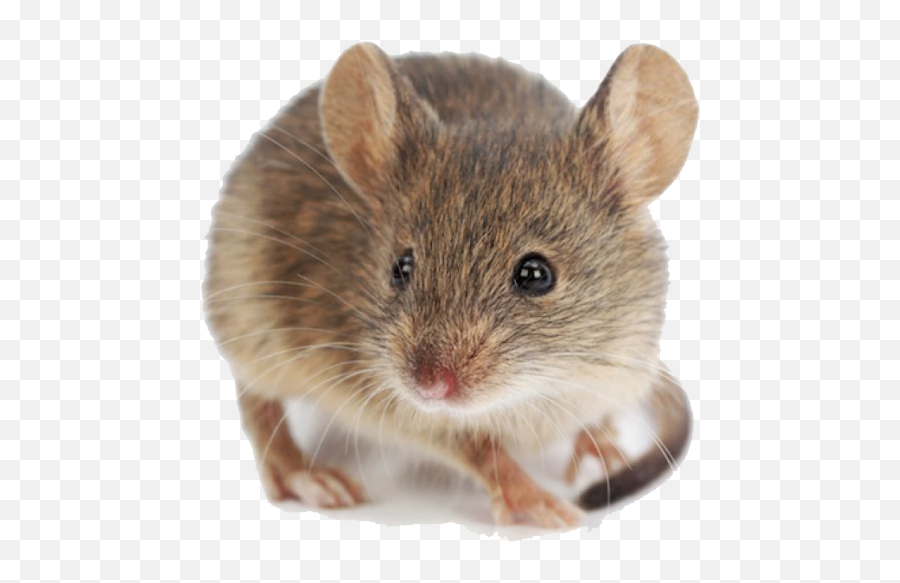 Mouse Transparent Background - Pest Control Emoji,Rat Transparent Background