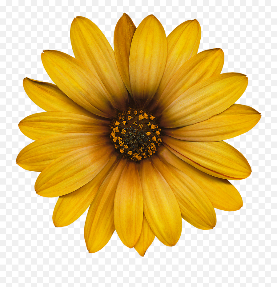 Download In Flowers Collection - Cartoon Pictures Of Fresh Emoji,Sunflowers Png