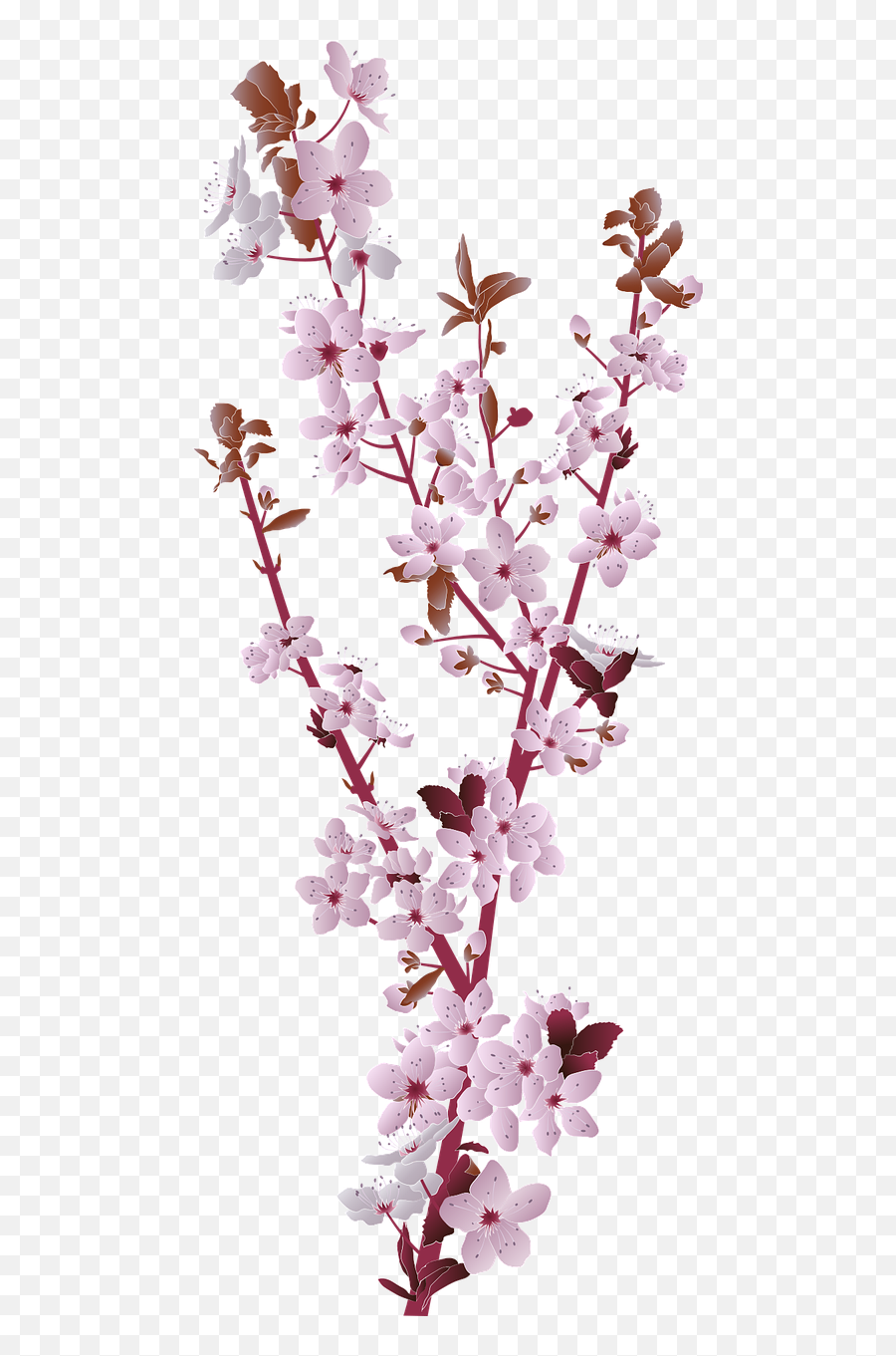 Cherry Blossom Tree - Free Vector Graphic On Pixabay Blossom Pixabay Emoji,Cherry Blossom Transparent Background
