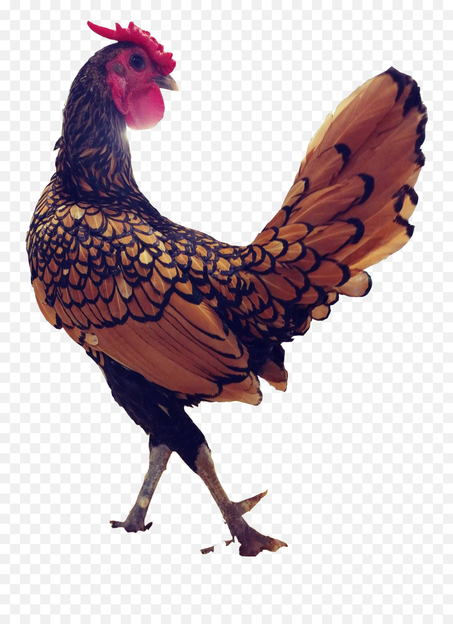 Download Chicken - Rooster Transparent Png Emoji,Rooster Png