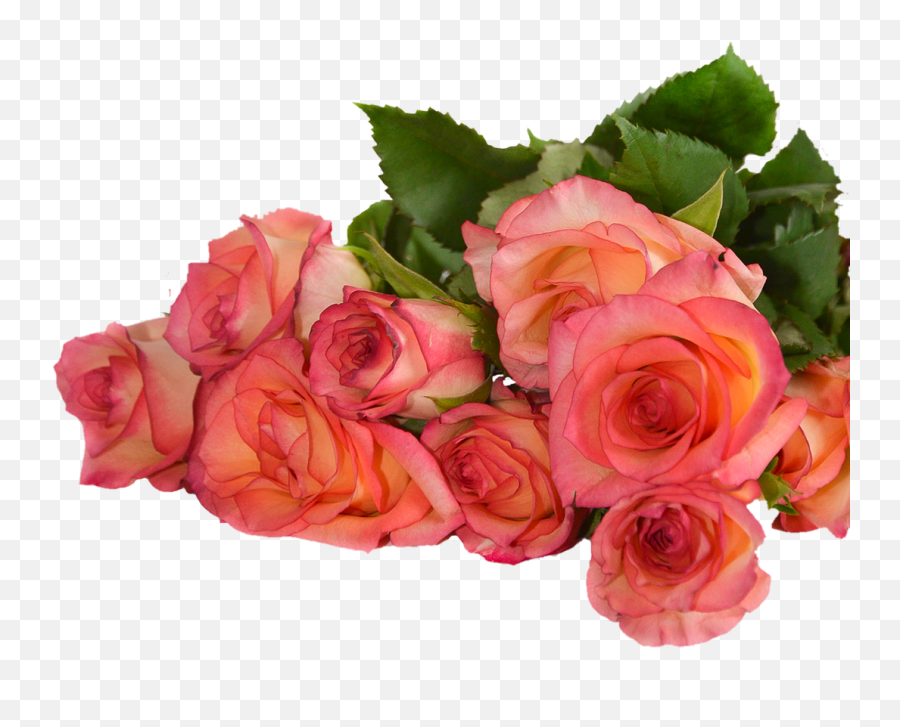 Rose Flowers Nature Transparent - Transparent Background Png For Flowers Emoji,Flowers Transparent Background