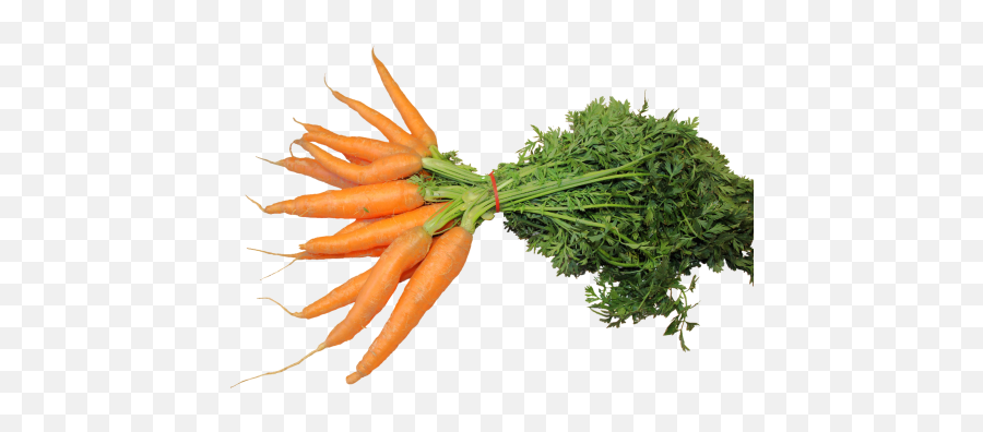 Carrots - En Plural In Dutch Lingopolo Emoji,Carrot Transparent