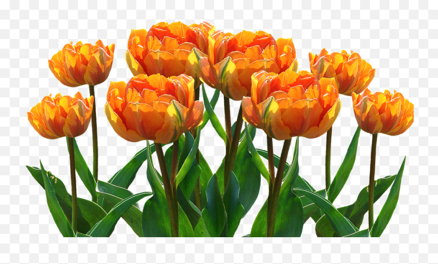 Download Spring Tulips Easter Nature Spring Flower Emoji,Spring Flowers Transparent Background