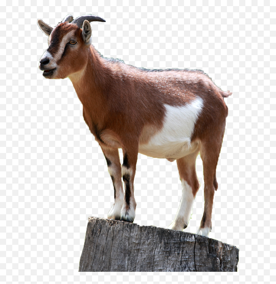 Halal Goat Meat - Goat Emoji,Goat Png