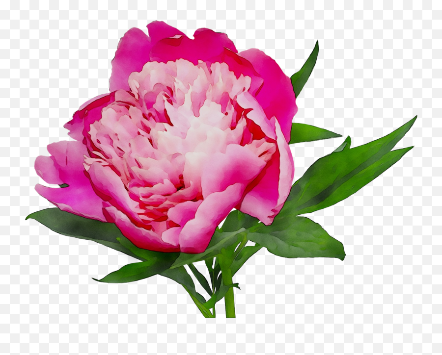 Download Pink Cut Shopping Peony Online White Flowers - Transparent Peony Flower Png Emoji,White Flower Png