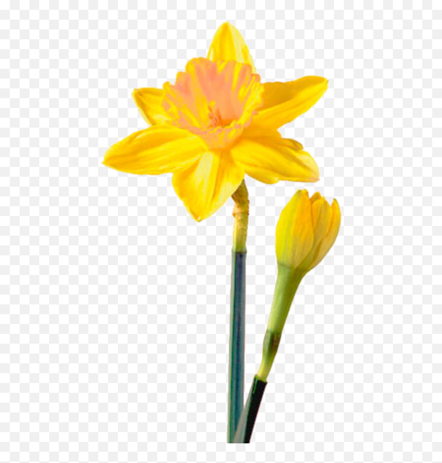 Daffodil Png Picture - Transparent Background Daffodil Png Emoji,Daffodil Clipart