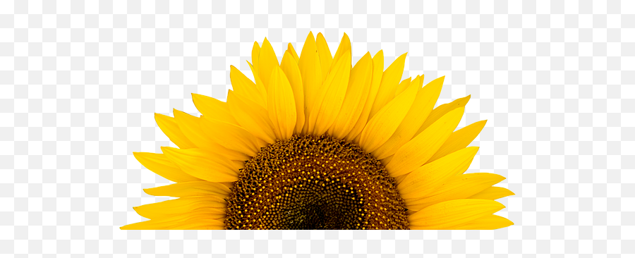 Long Island Sunflower Festival Manorville Ny Water - Sunflower Png Emoji,Sunflowers Png