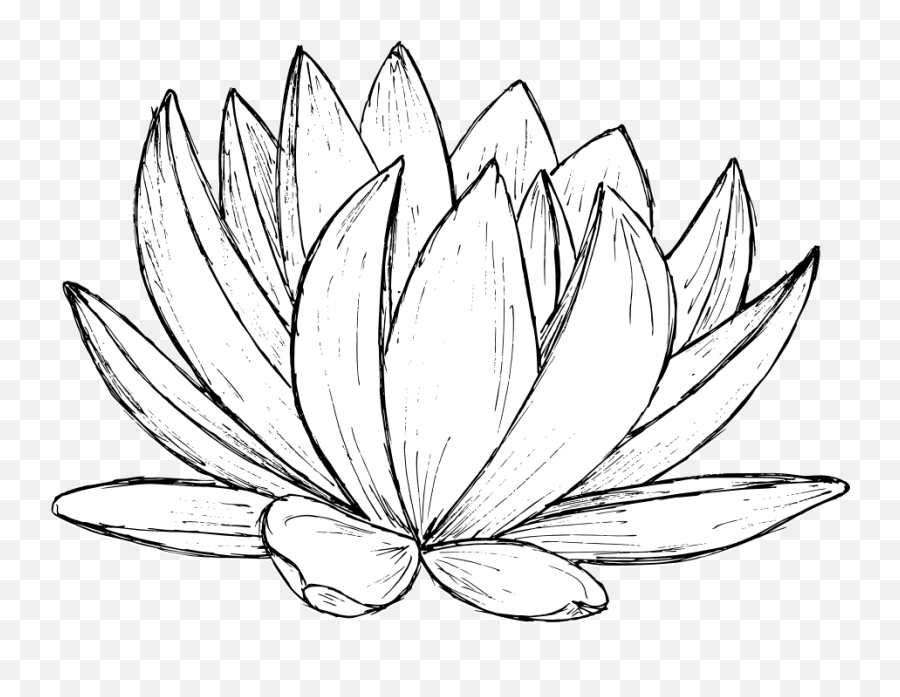 Lotus Drawing Vector Svg Png - Lotus Drawing Png Transparwnt Emoji,Flower Drawing Png