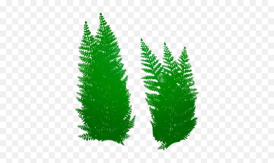 Ocean Plants Png Hd Images Stickers Vectors Emoji,Evergreen Tree Clipart