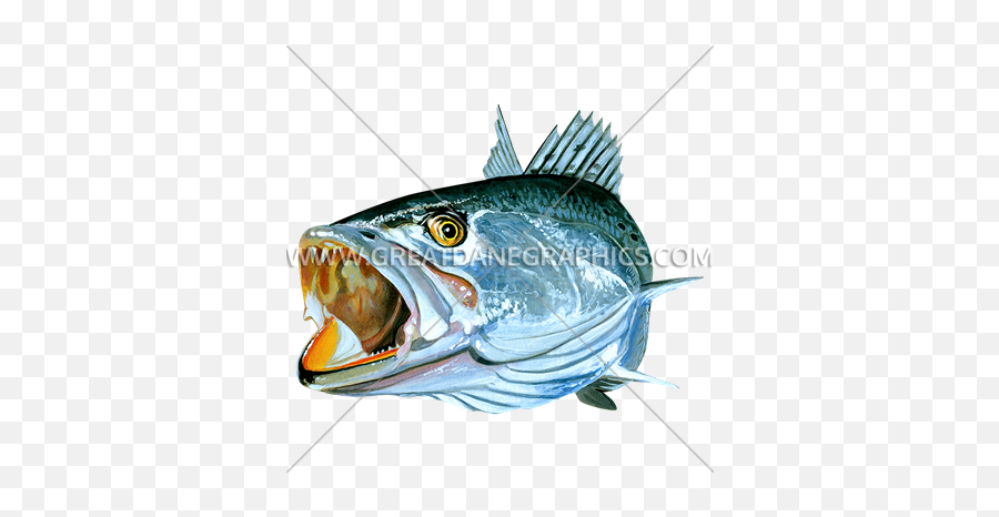 Speckled Trout Open Mouth Production Ready Artwork For T Emoji,Speckles Png