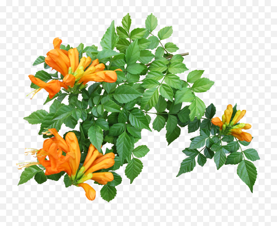 Flower Creeper Plant Png Transparent - Green Creeper Plants Png Emoji,Creeper Png