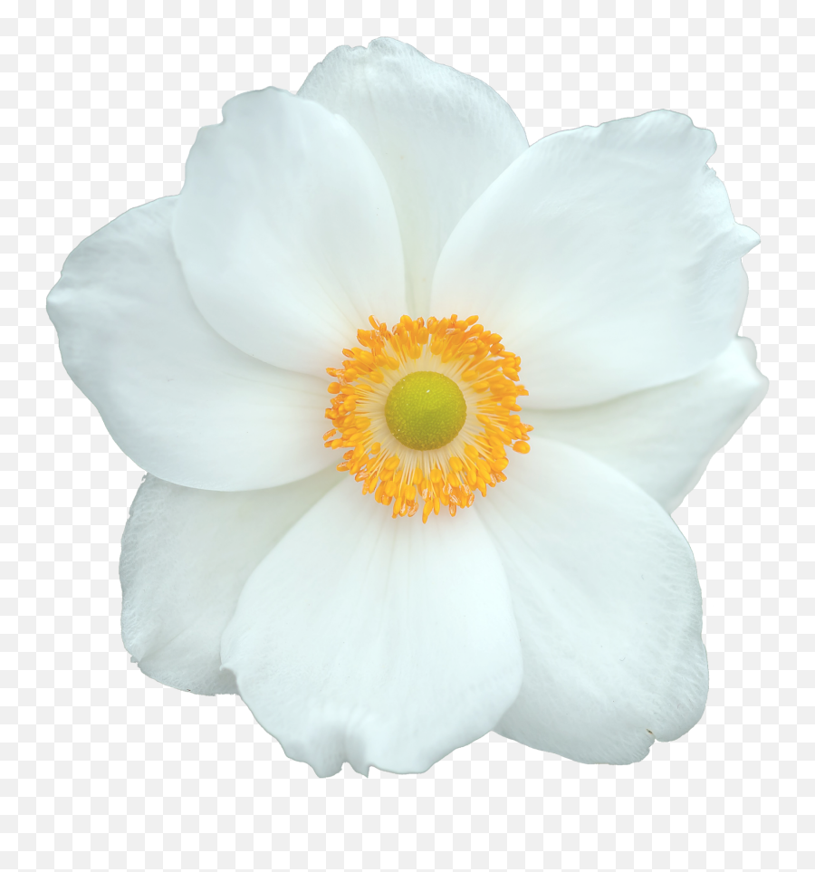 White Flower - 1 Free Stock Photo Public Domain Pictures Fundo Flor Branca Png Emoji,White Flower Png