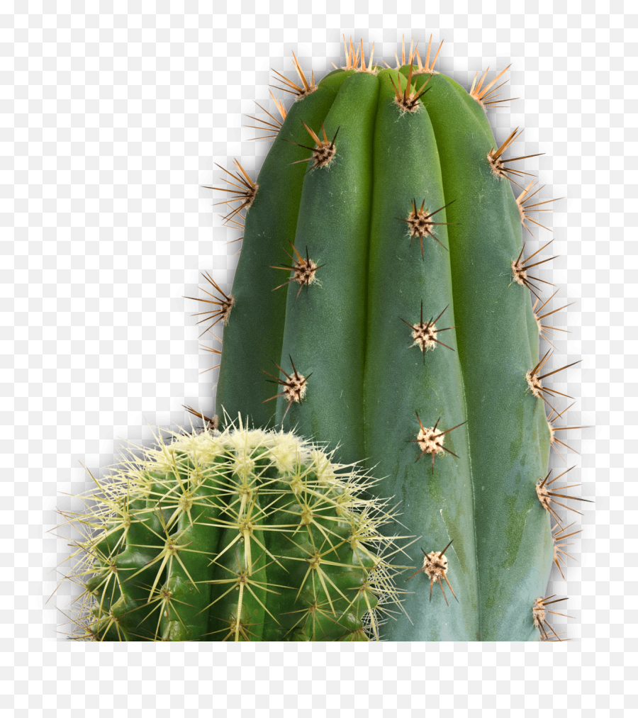 Small And Large Cactus Transparent Png - Transparent Cactus Plant Png Emoji,Cactus Transparent Background