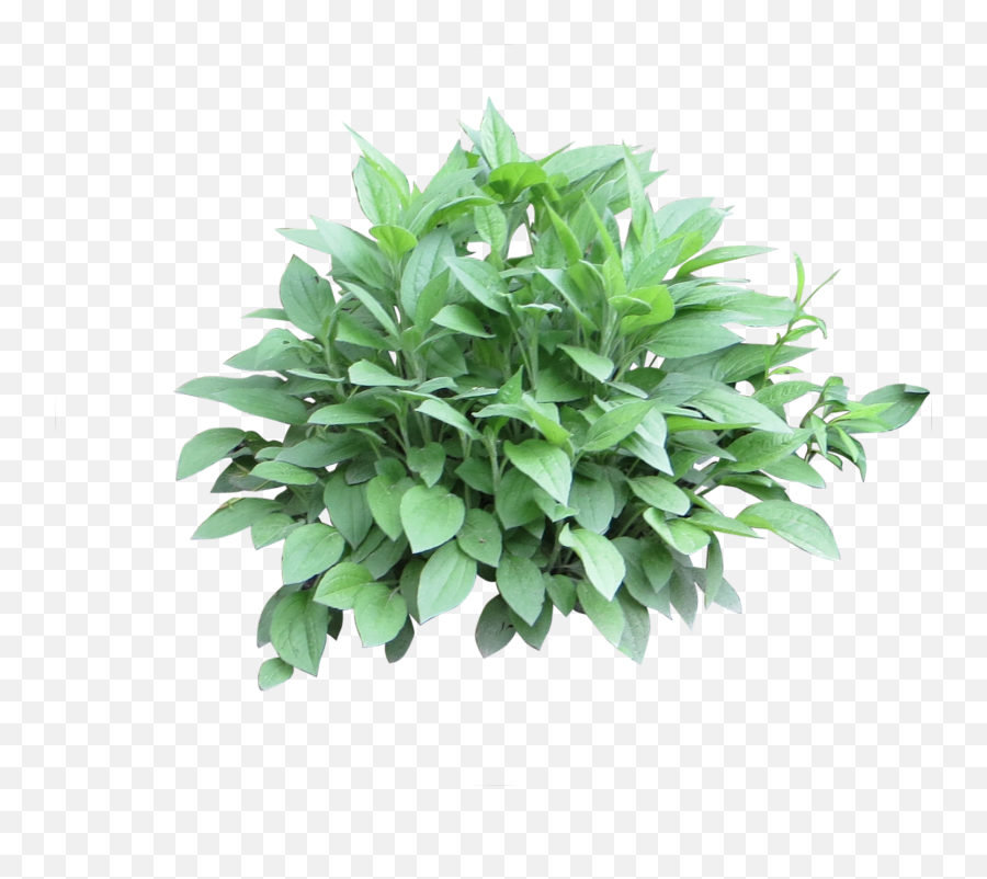 Download A Small Sized Leafy Green - Shrub Pic Transparent Background Emoji,Shrub Png