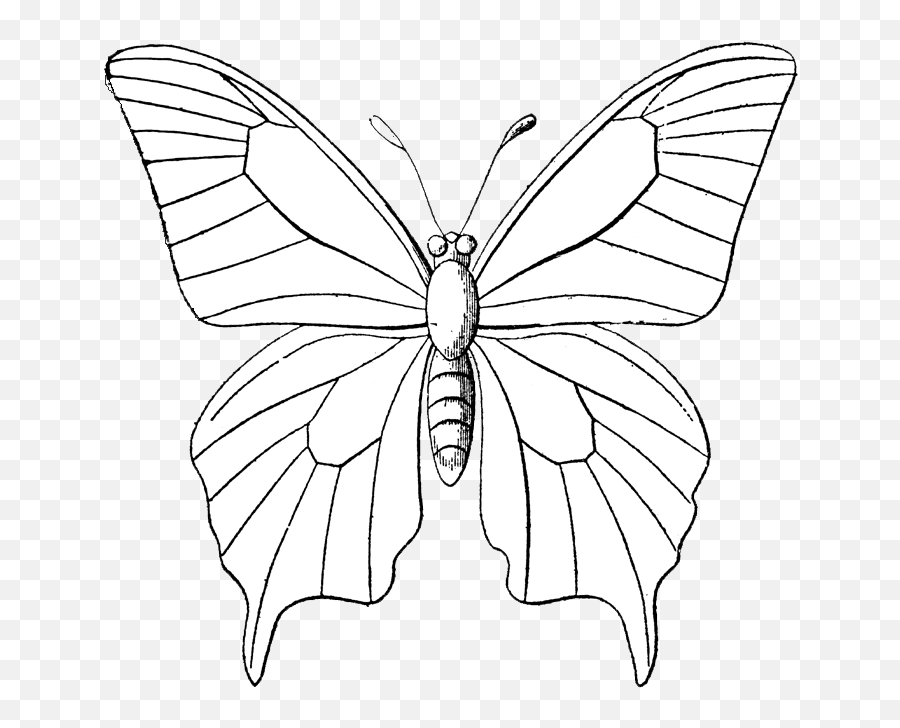 Monarch Butterfly Outline Drawing Clip Art - Butterfly Symmetrical Balance Drawing Butterfly Emoji,Butterfly Outline Clipart