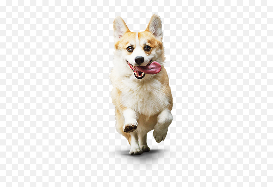 Small Dog Png U0026 Free Small Dogpng Transparent Images 68877 - Small Dog Png Emoji,Small Png