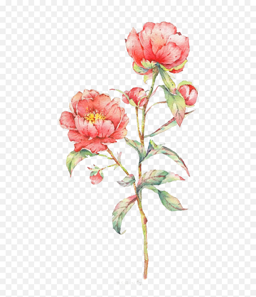 Watercolor Flowers Watercolor Painting Painting Peony Garden Emoji,Transparent Watercolor Flowers