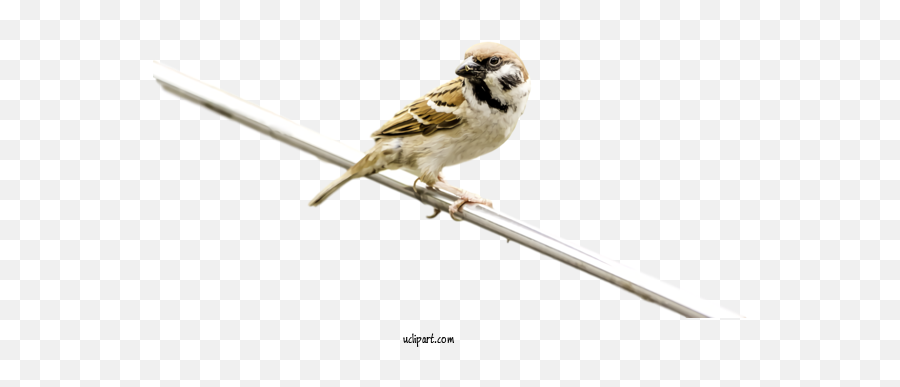 Animals Bird House Sparrow Beak For Bird - Bird Clipart Emoji,Sparrow Clipart