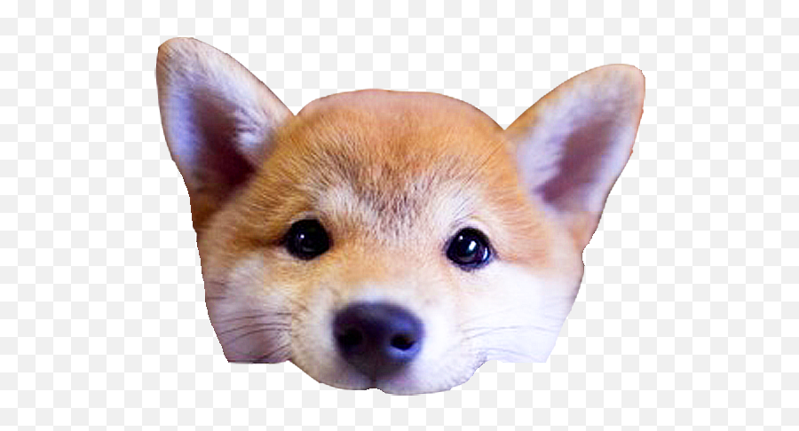 Shiba Dogu0027s Head Messages Sticker - 10 Cute Akita Inu Emoji,Doge Head Png