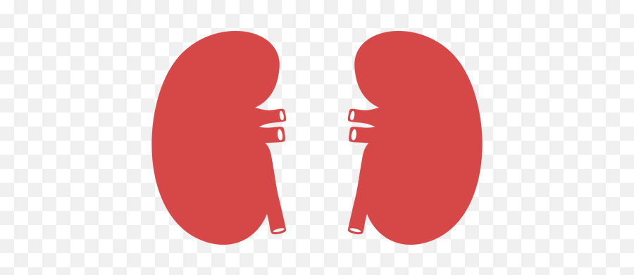 Human Kidneys Red Silhouette - Transparent Png U0026 Svg Vector File National Museum Of The Royal Palace Emoji,Red Circle Transparent