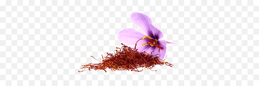 Saffron Flower Transparent Png - Stickpng Transparent Saffron Png Emoji,Flower Transparent