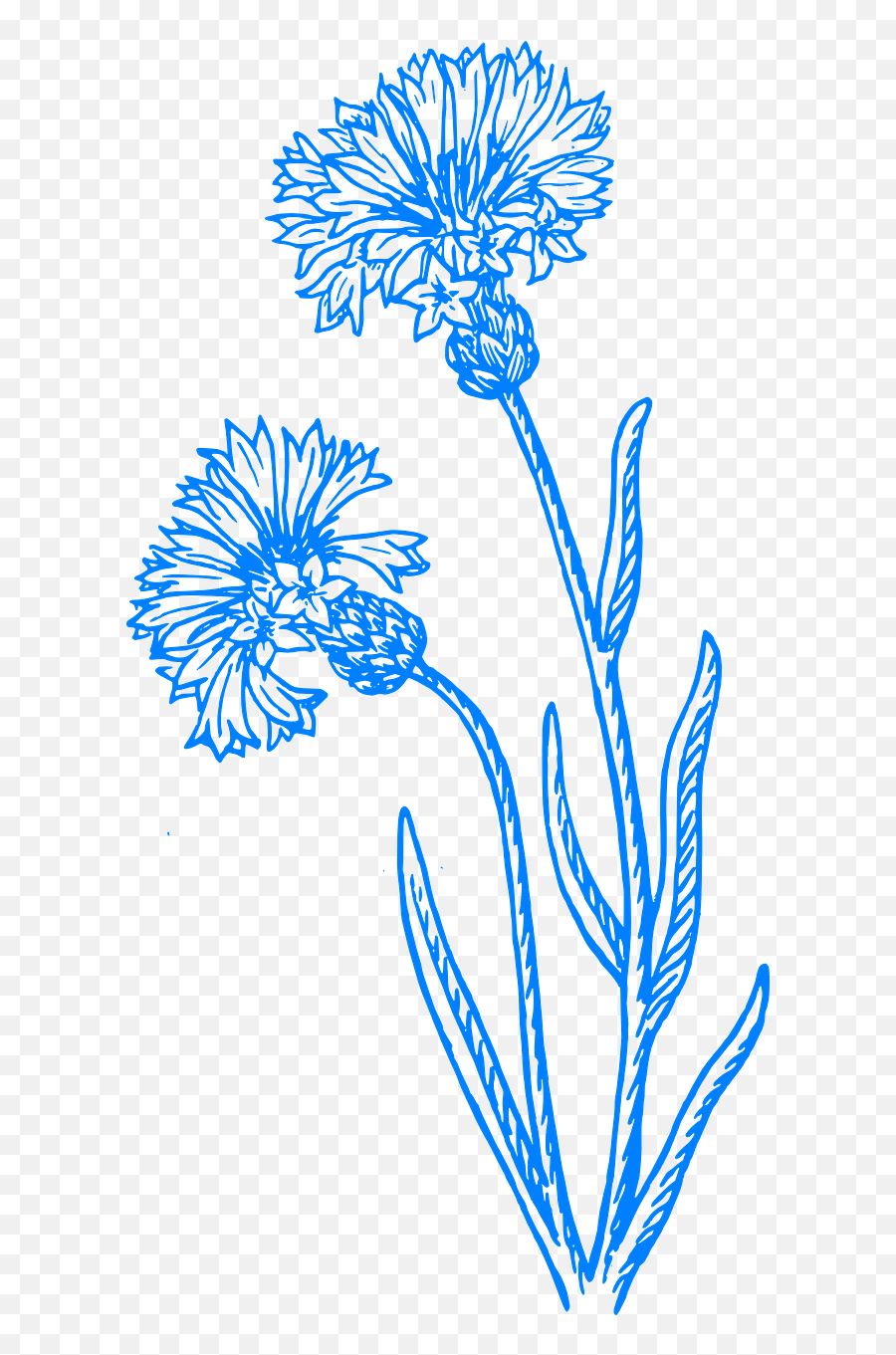 Flower Blue Flowers Spring Png Picpng Emoji,Blue Flowers Png