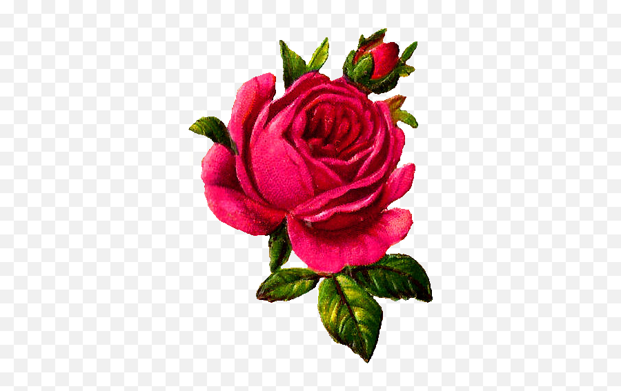 Antique Images Digital Pink Rose Download Flower Botanical Emoji,Vintage Rose Png