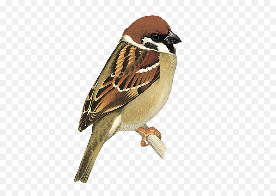 Details Tree Sparrow - Birdguides Emoji,Sparrow Clipart