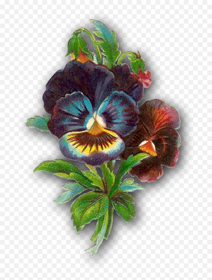 Antique Images Free Flower Clip Art Antique Pansy Die Cut Emoji,Pansy Clipart