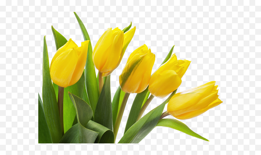 Download Yellow Tulip Png Photo - Yellow Tulips Transparent Emoji,Yellow Background Png