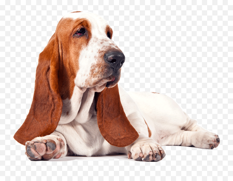 Free Hound Png Download Free Hound Png Png Images Free Emoji,Hound Dog Clipart