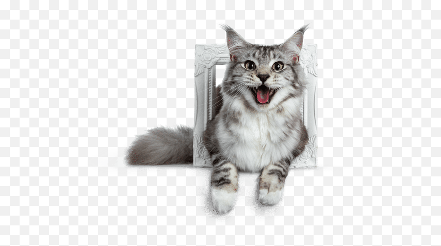 Nynkevanholten - Smiling Cat In White Background Emoji,Canva Transparent Background
