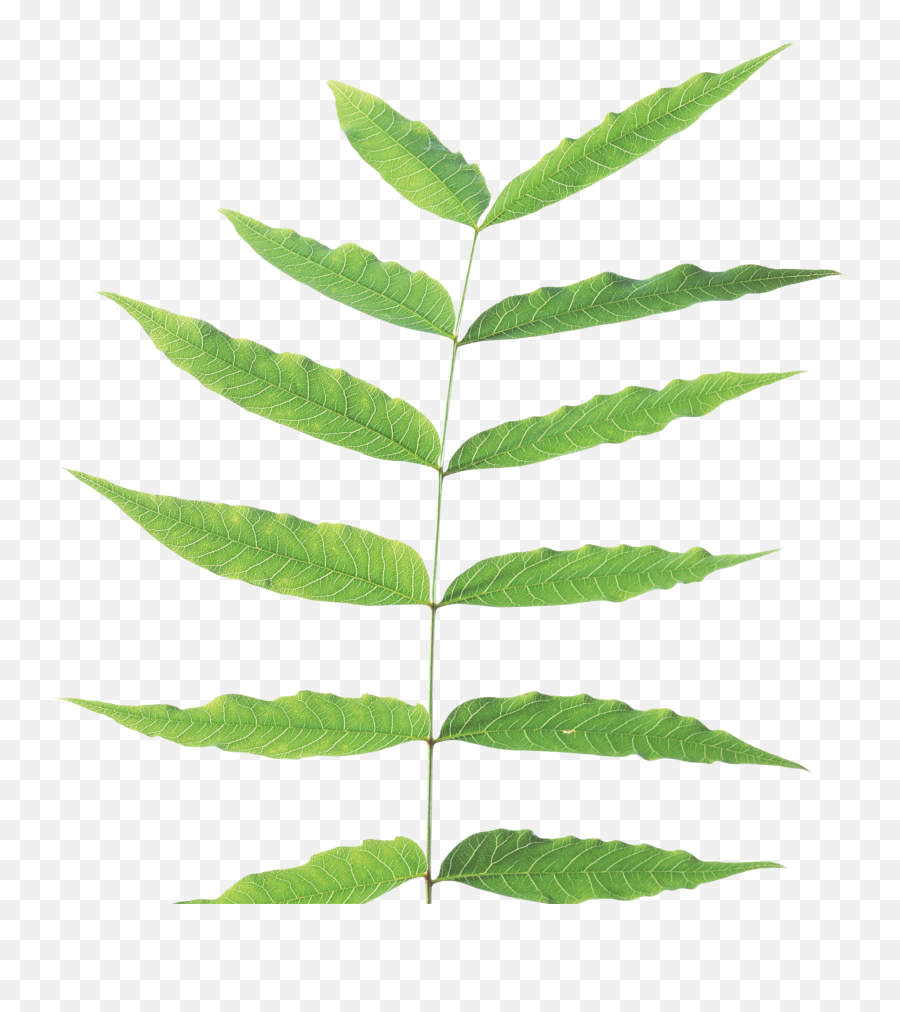 Green Leaves Png Image - Stem Plant With Leaves Emoji,Green Leaves Png