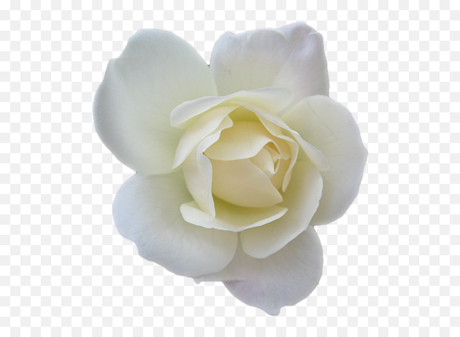 Small White Flowers Png Transparent Png - Transparent White Rose Psd And Png Emoji,White Flowers Png