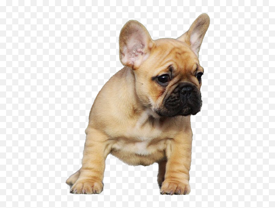 French Bull Dog Puppy Png Transparent - French Bull Dog Cute Png Transparent Emoji,French Bulldog Clipart