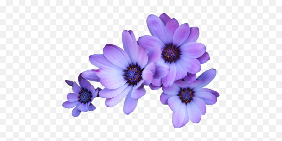 Download Purple Flowers Transparent Background - Full Size Purple Daisy Transparent Background Emoji,Flowers Transparent Background