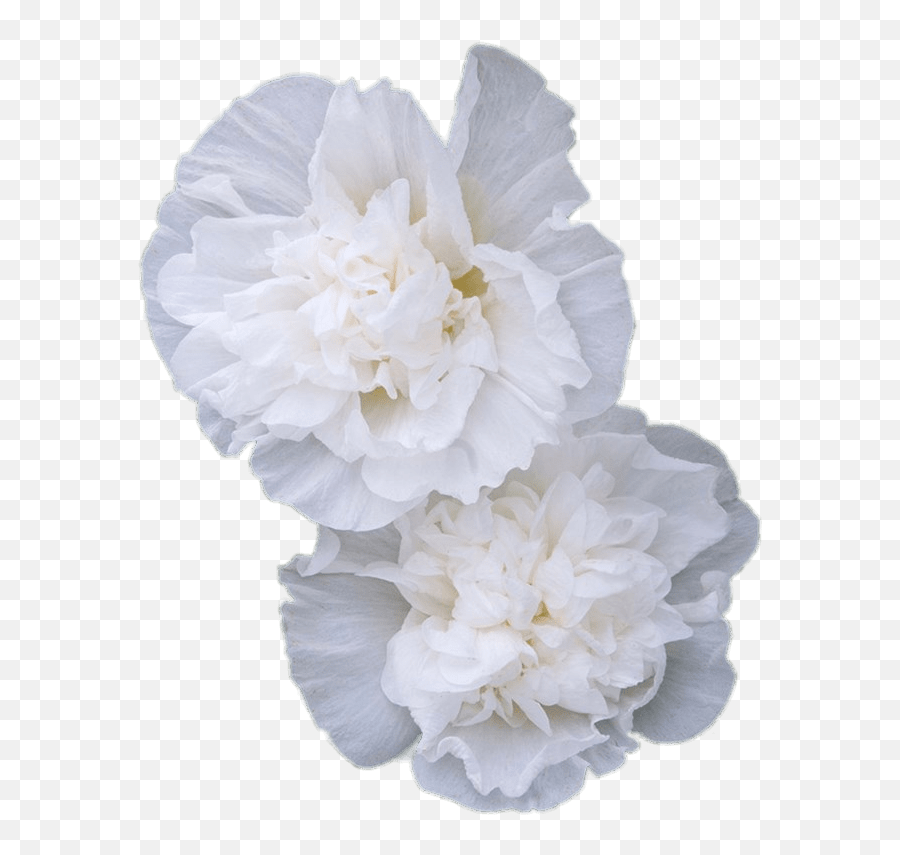 Double White Hollyhock Flowers Transparent Png - Stickpng Transparent White Carnation Png Emoji,Flowers Transparent