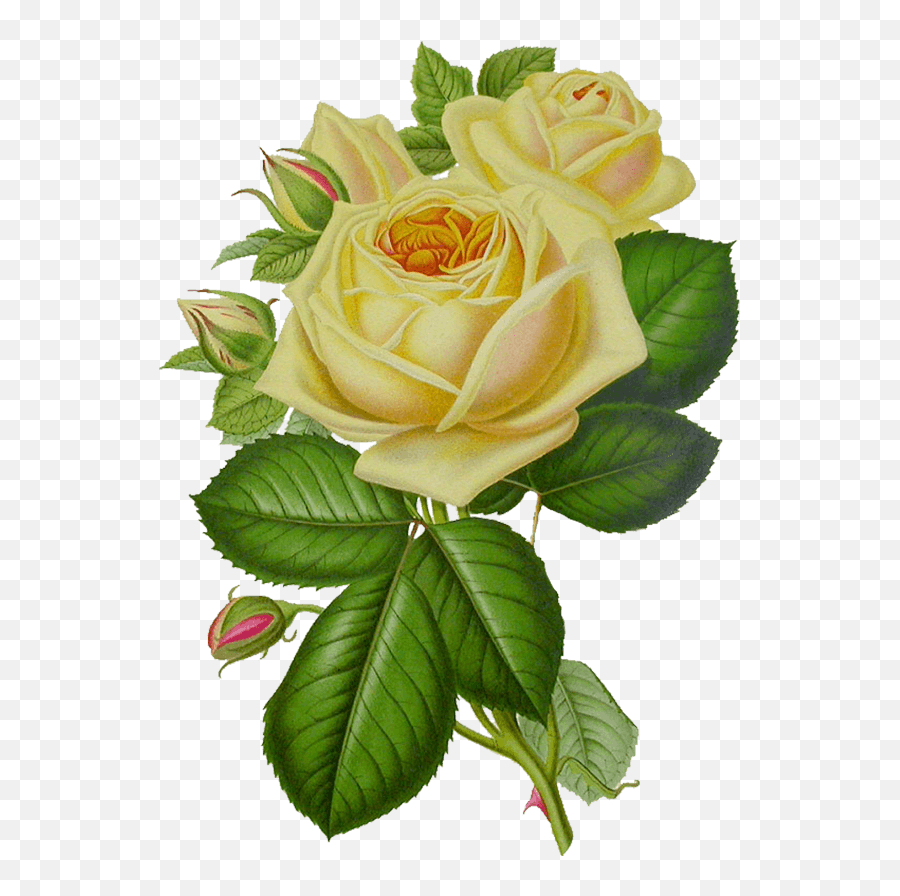 White Rose Png Images Free Pngs - Vintage Yellow Roses Png Emoji,White Flower Png