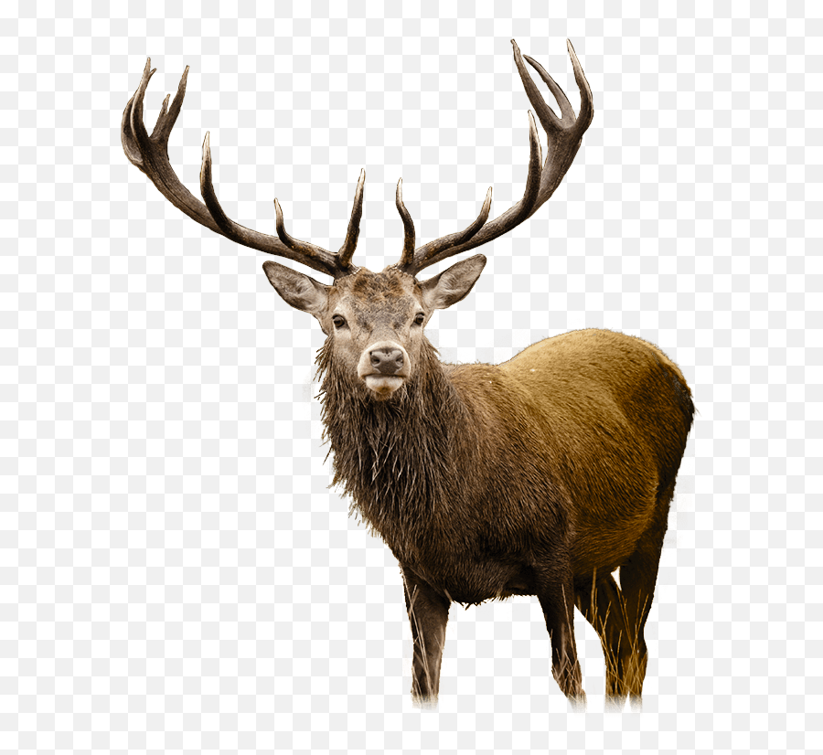 Download Deer Free Png Transparent Image And Clipart - Png Deer Emoji,Deer Clipart