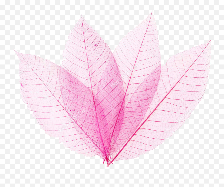 Pinkleaf Pinkleaves Leaves Sticker By Colleen Hudson - Hemp Emoji,Transparent Leaves